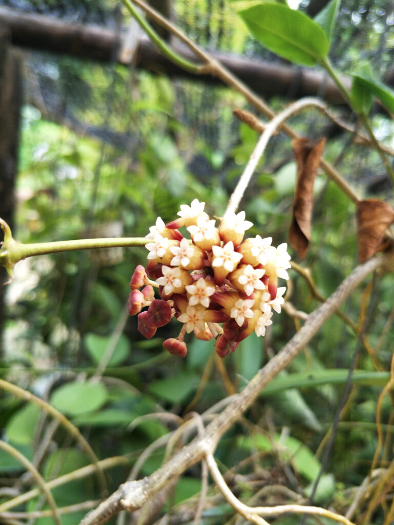 Hoya callistophylla flower clusters