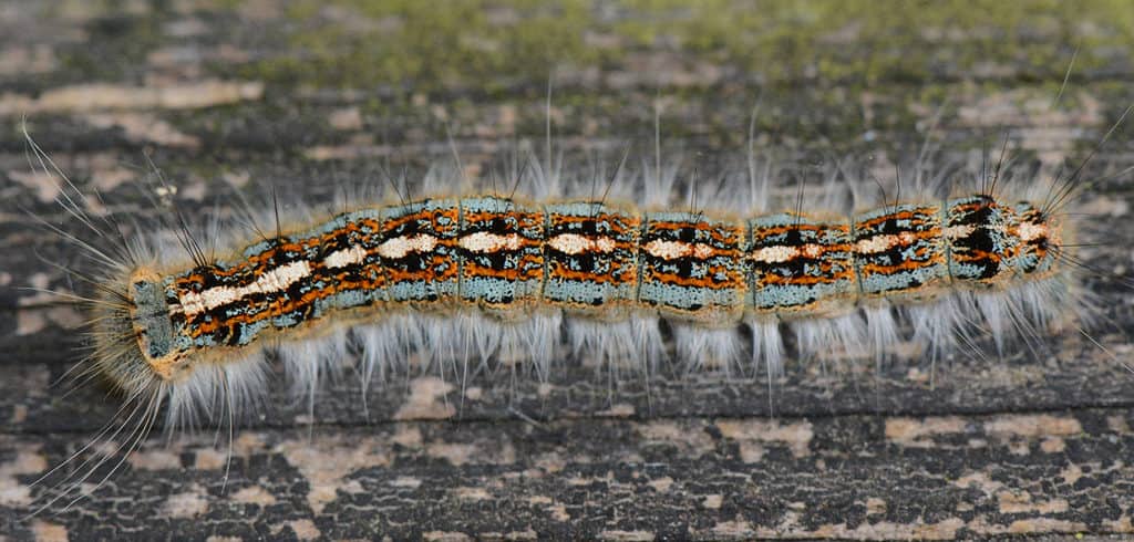 Macro of forest tent caterpillar. Te caterpillar is goldfish/brown nits sides. Its top looks like an intricately patterned Persian carpet, colored blue, orange black and white. White setae, or bristly hairs, extend from the caterpillars sides. It is on gray/brown rough ree bark