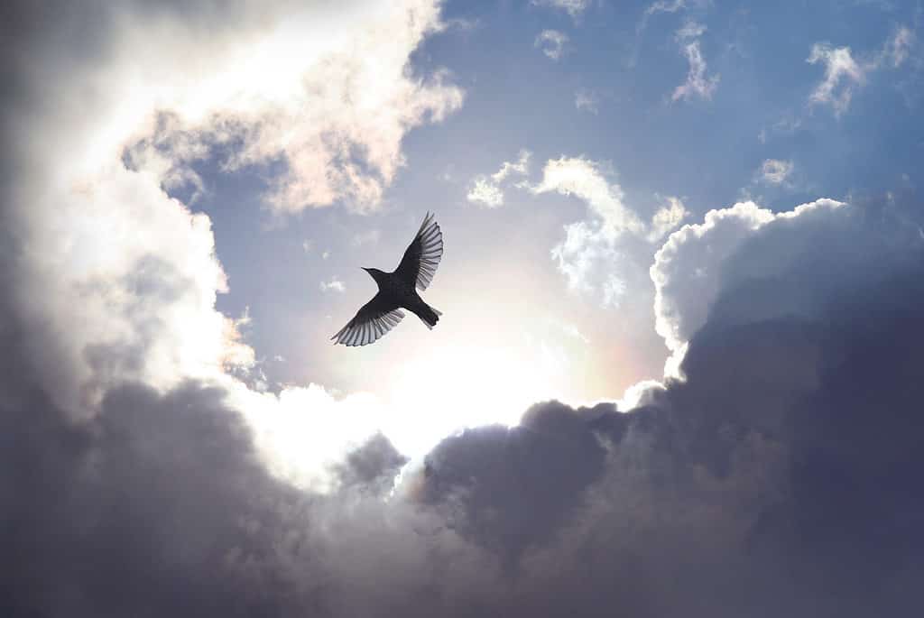 A bird flying high among clouds