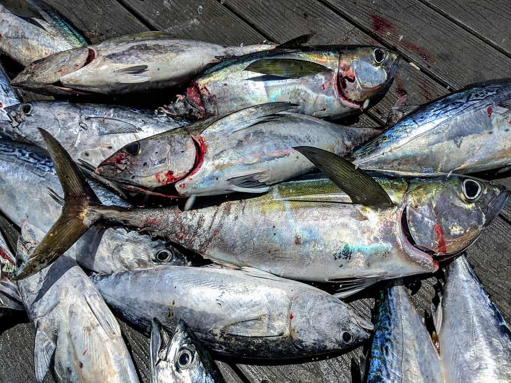 Blackfin Tuna and Bonitos freshly caught