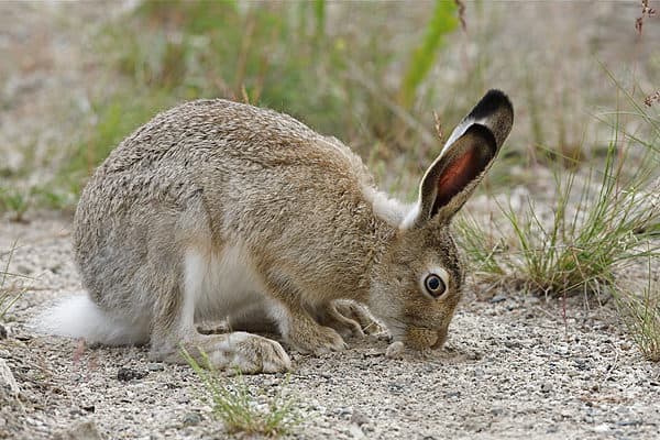 The white-tailed jackrabbit is one of the fastest animals in Nevada.