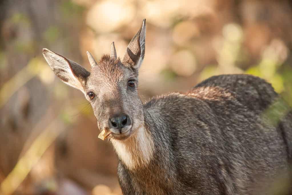 Goral (Naemorthedus griseus) feeding on leaf