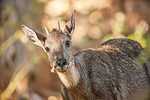 Goral