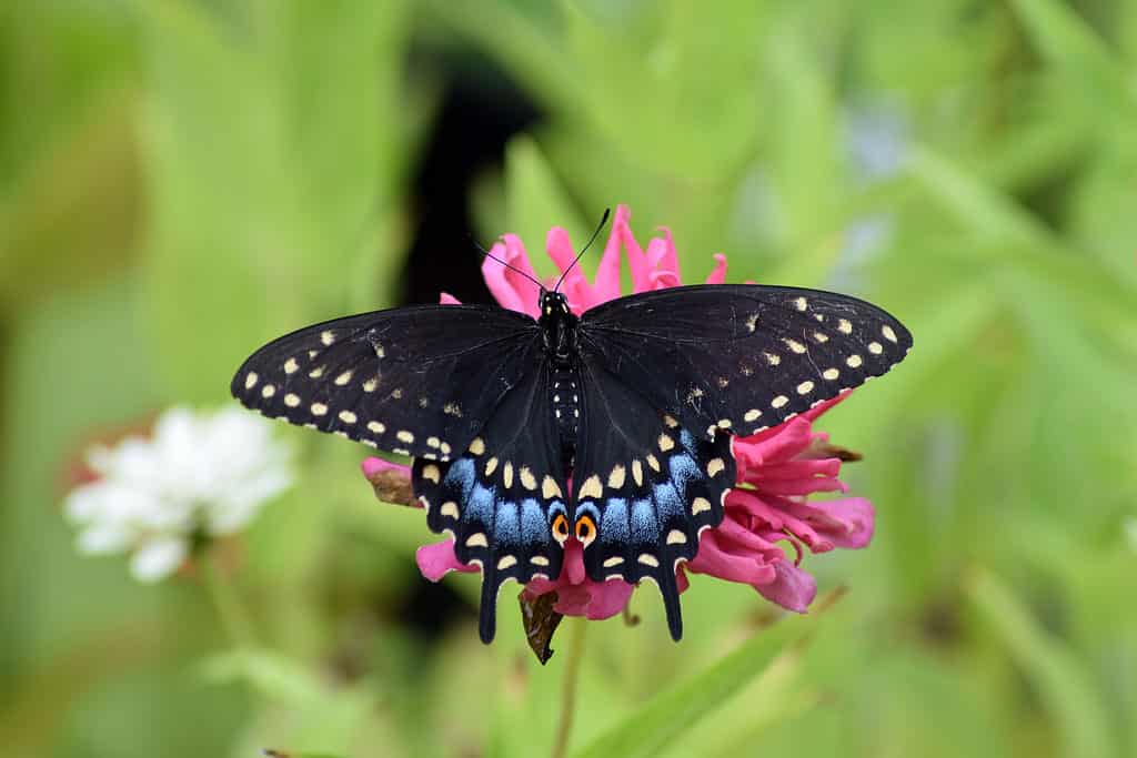 Center frame: A black swallowtail butterfly invisible feeding on a pink flower. The butterfly is rather large and mostly black with some lighter marking odf louth yellow and blue on ithe edges of its tail and wings. The background consists of out-of-focus greenery.