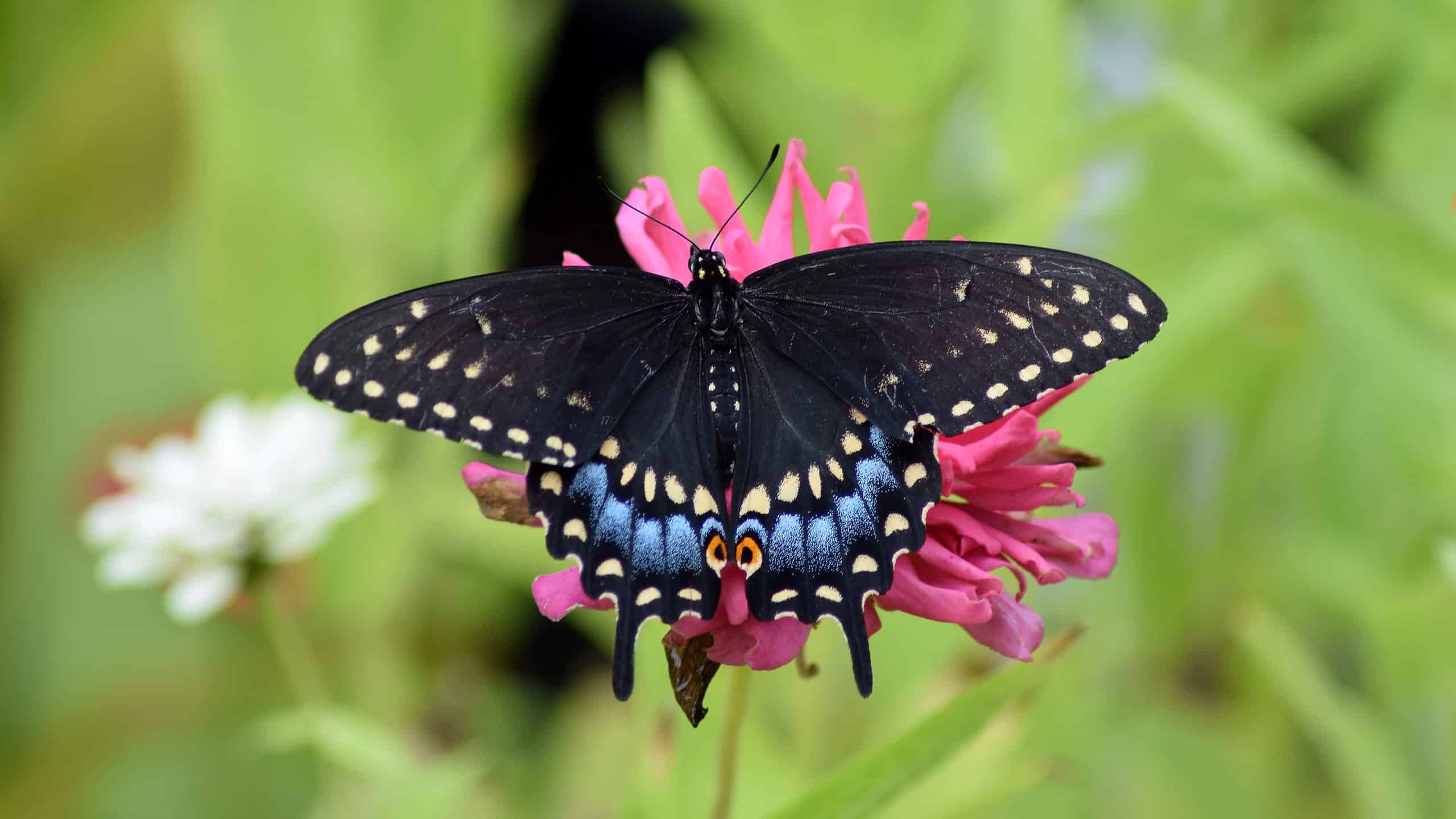 Center frame: A black swallowtail butterfly invisible feeding on a pink flower. The butterfly is rather large and mostly black with some lighter marking odf louth yellow and blue on ithe edges of its tail and wings. The background consists of out-of-focus greenery.
