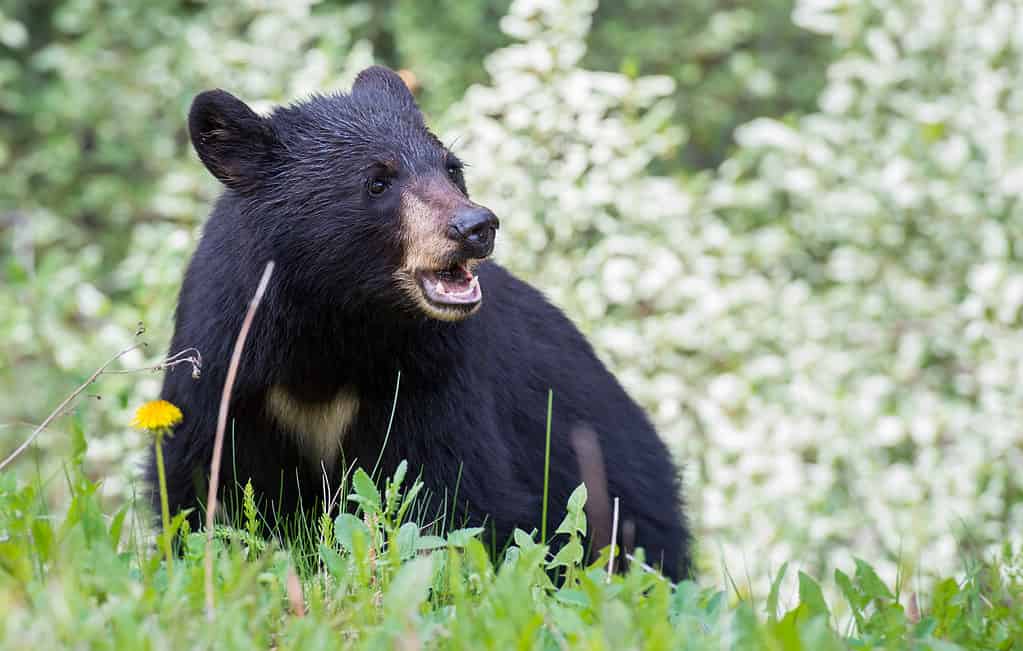 Black Bear - Dangerous Animals in West Virginia