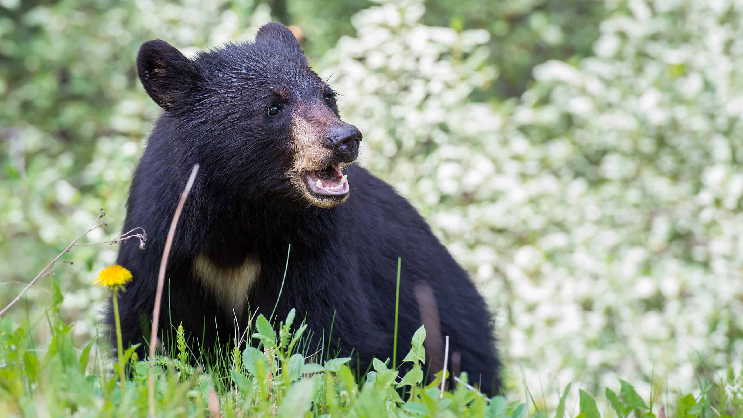 Black Bear - Dangerous Animals in West Virginia