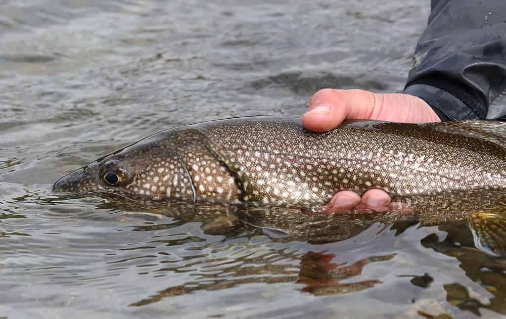 Fisherman releasing a lake trout