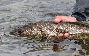 The Largest Lake Trout Ever Caught in Washington was a Cold-Water King Picture
