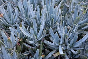5 Types Of Blue Succulents Picture