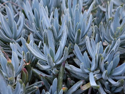 A 5 Types of Blue Succulents