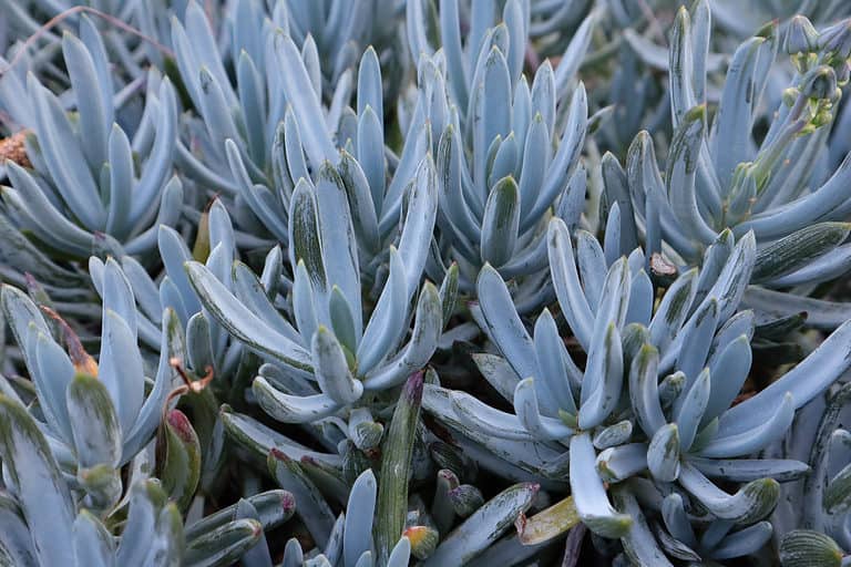 Blue chalksticks are a lovely, low-maintenance blue succulent.