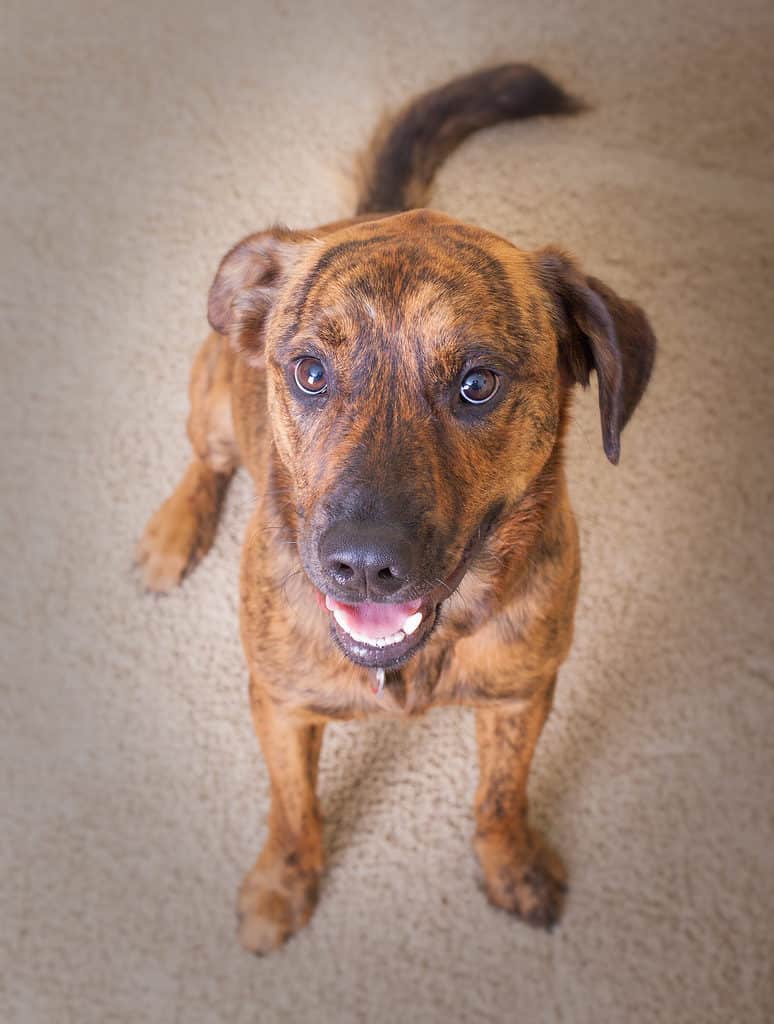 Plott hound Lab mix smiling