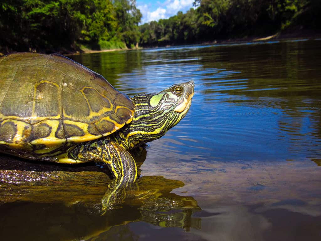  A picture of a turtle.