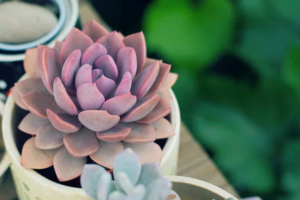 Graptoveria 'Debbie' succulent