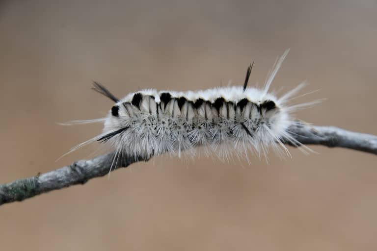 Macro of a hickory tussock caterpillar. It is mostly gray with mostly white hairs stuck out from its body, giving it a fuzzy appearance. There are two distinct black tufts, on toward the from, and one toward the back. Against medium brown background