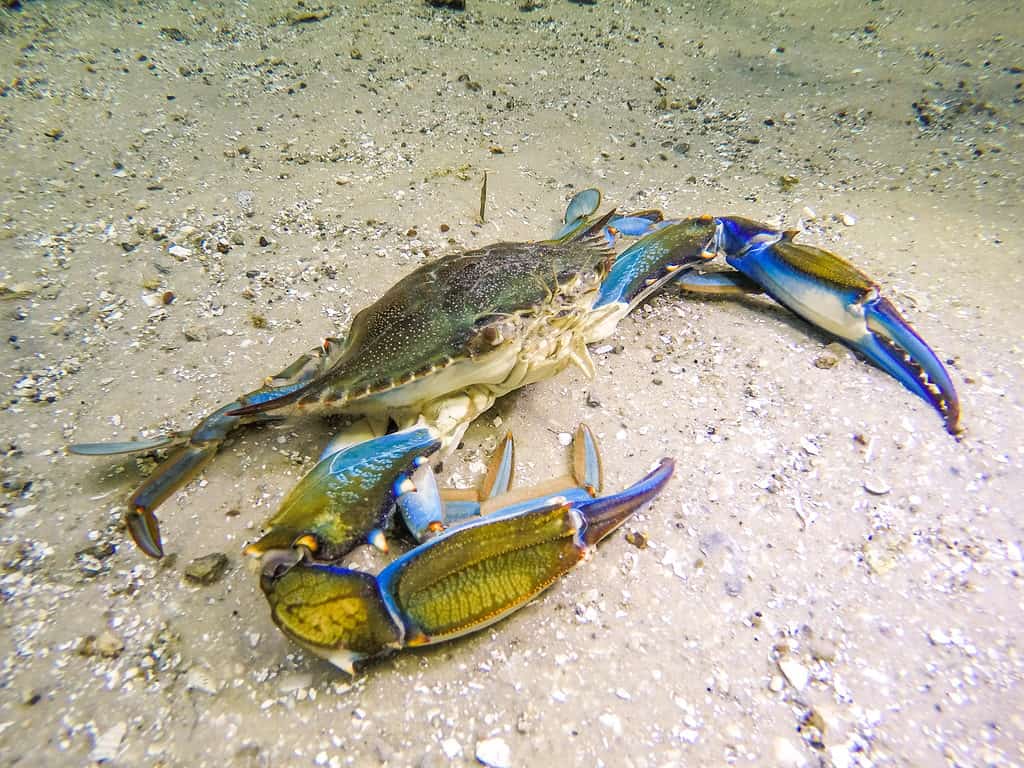 Blue crab under water walking on sandy bottom