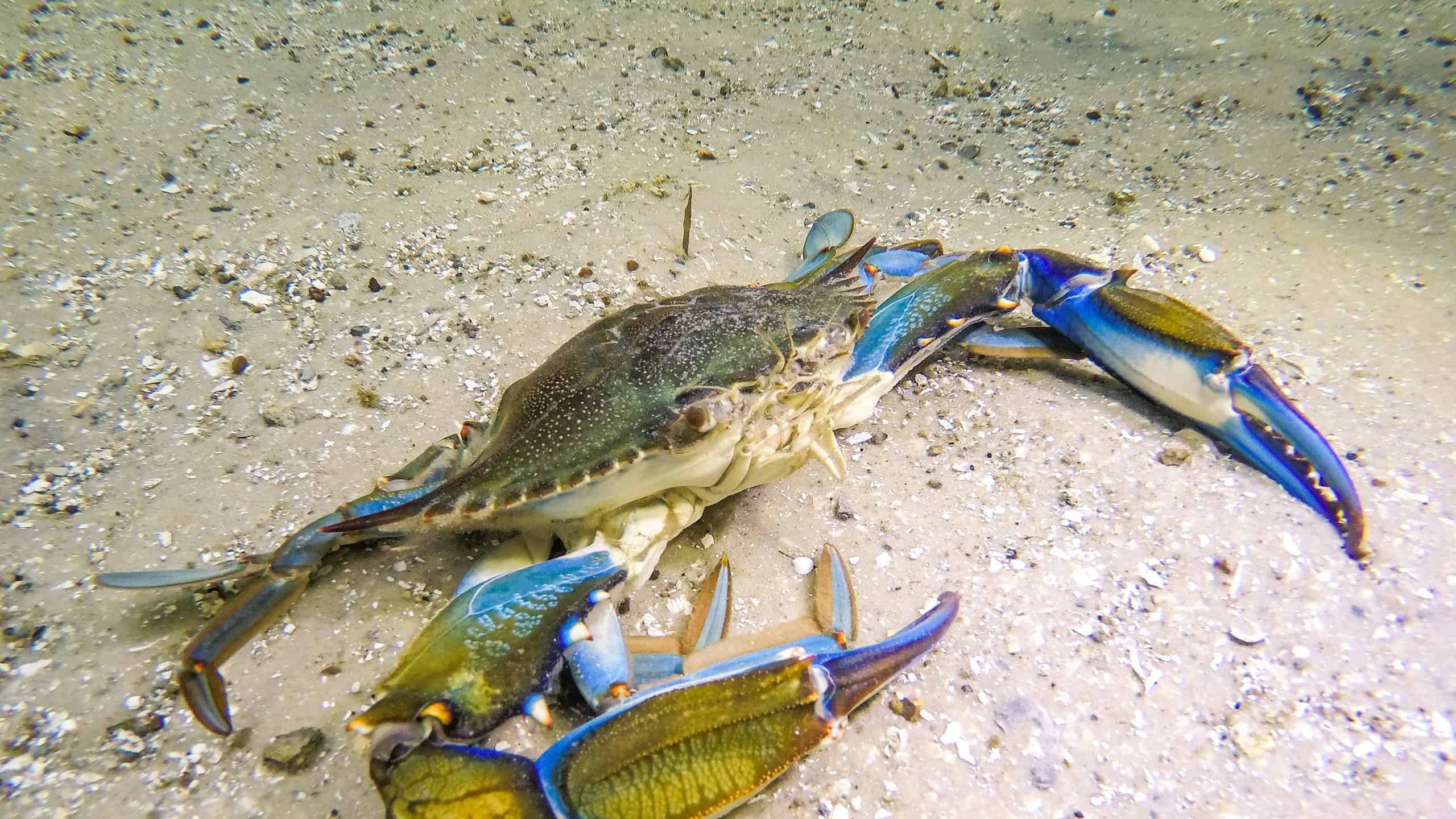 Blue crab under water walking on sandy bottom