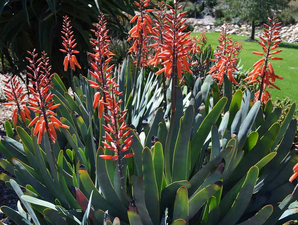 Aloe plicatilisor or fan aloe flowering