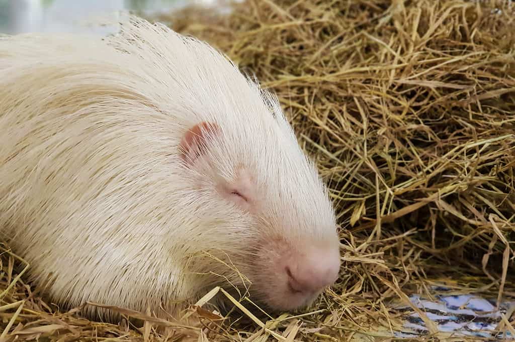 white porcupine