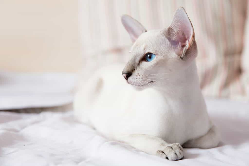 lilac point Siamese
