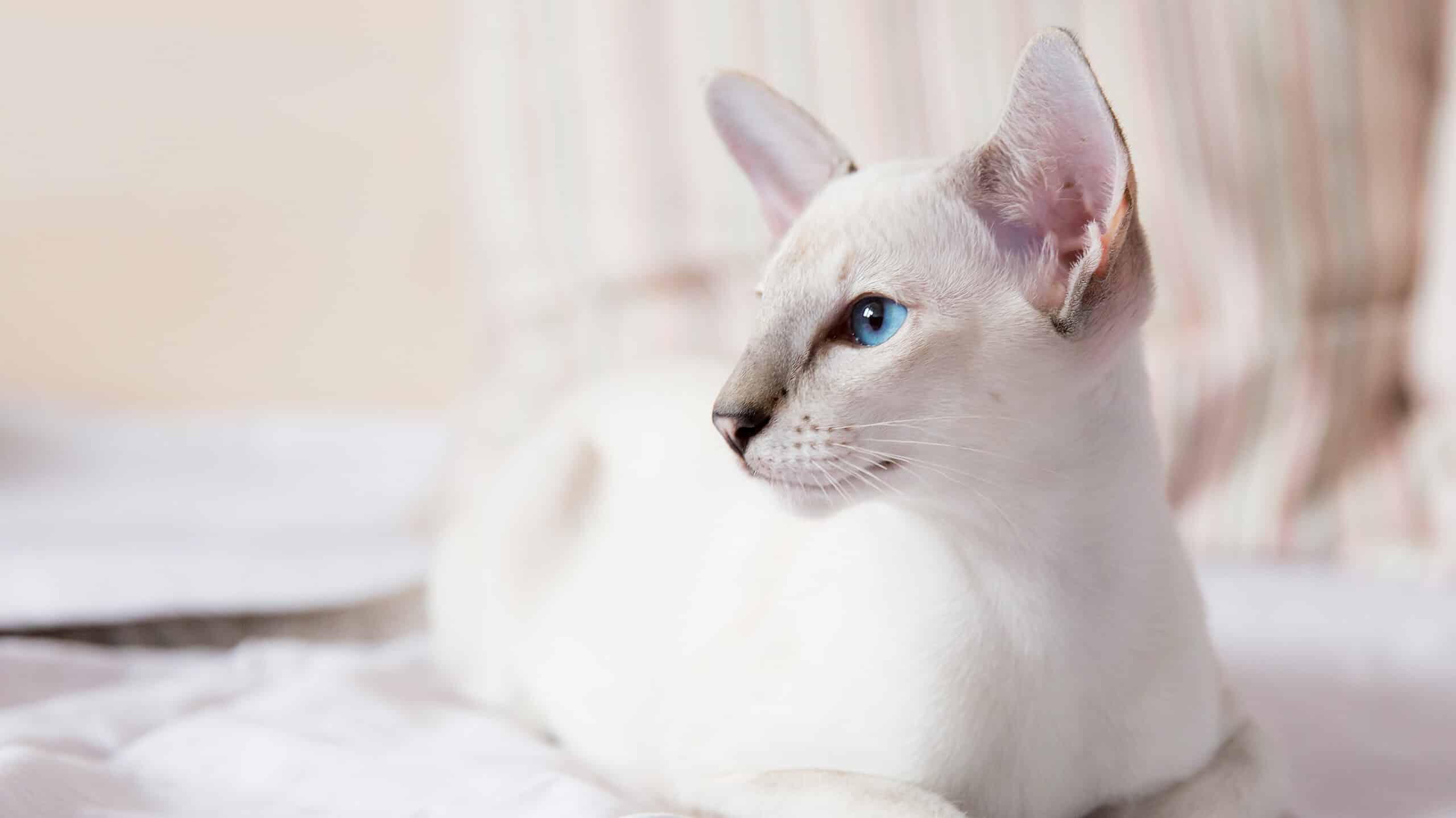 lilac point Siamese