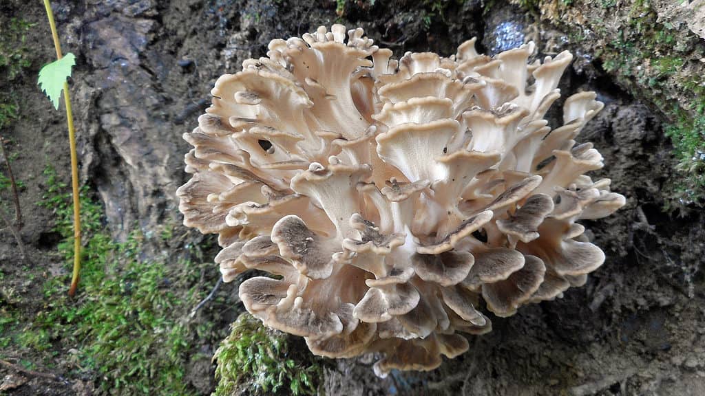 Maitake mushrooms (Grifola frondosa)