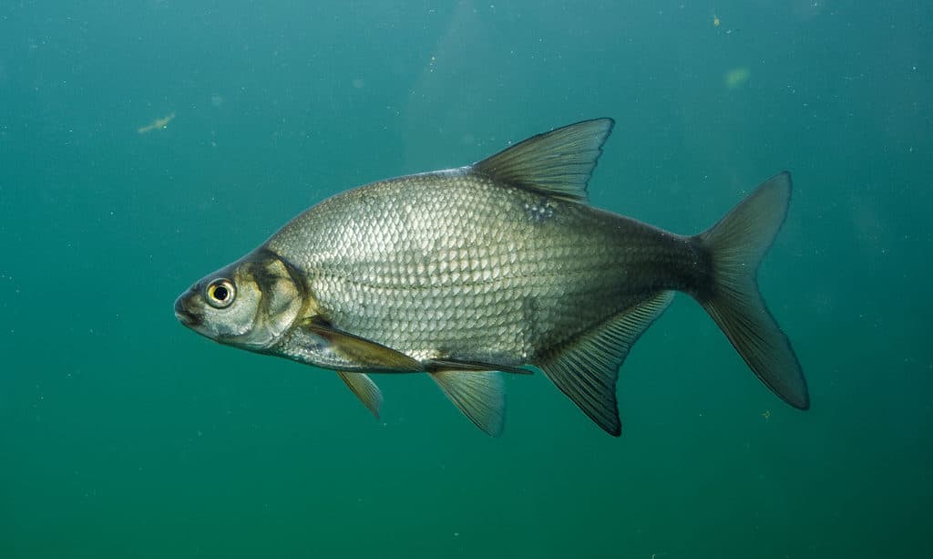 Common carp can be found in the Euphrates River