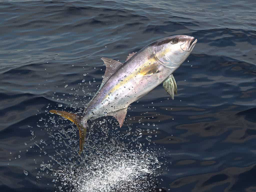 3D Render of Amberjack Jumping Out of Water