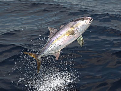 A Amberjack