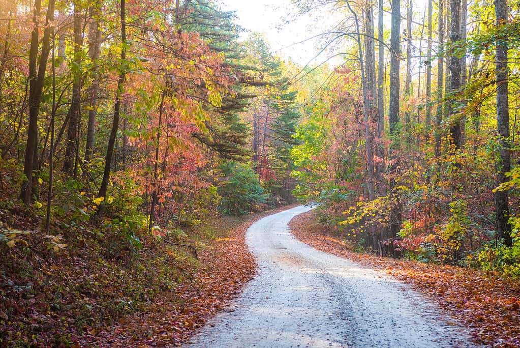 Sumter national forest