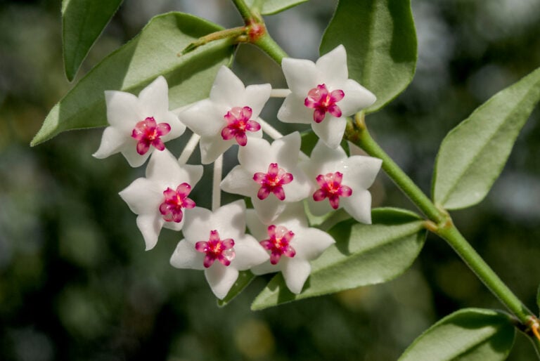 Bella hoya flowers close up