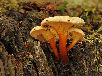 A False Chanterelle Mushrooms: A Complete Guide