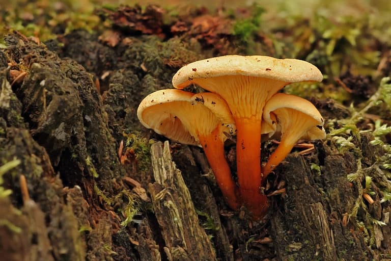False chanterelle (Hygrophoropsis aurantiaca)