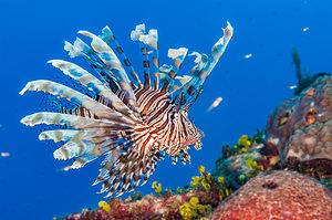 Discover 7 Spectacular Fish Found in the Bahamas Picture