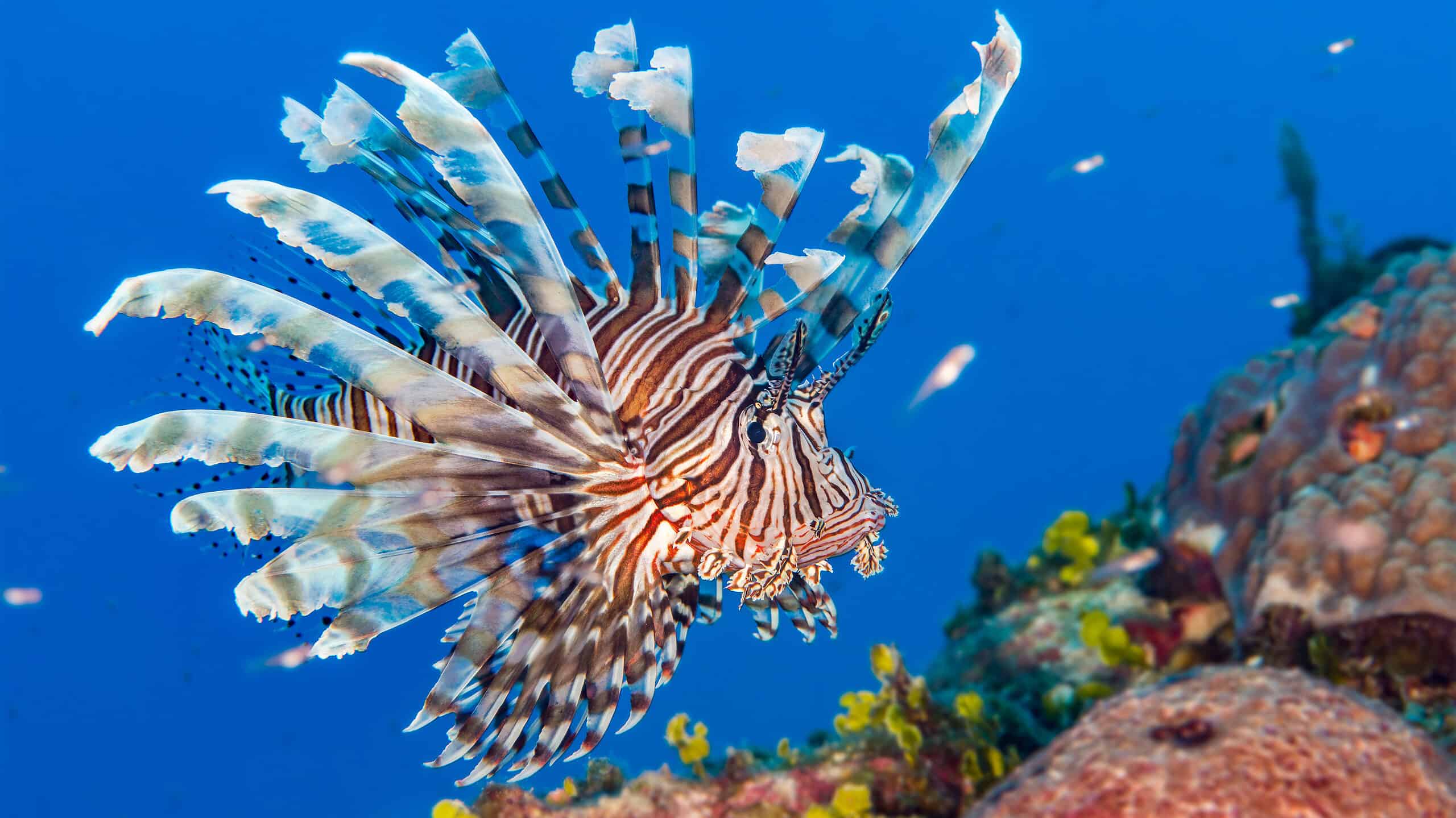 Discover 7 Spectacular Fish Found in the Bahamas
