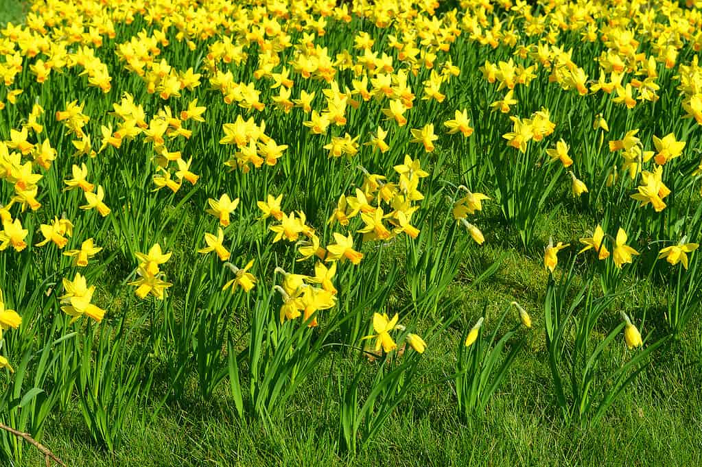 'February Gold' Daffodils