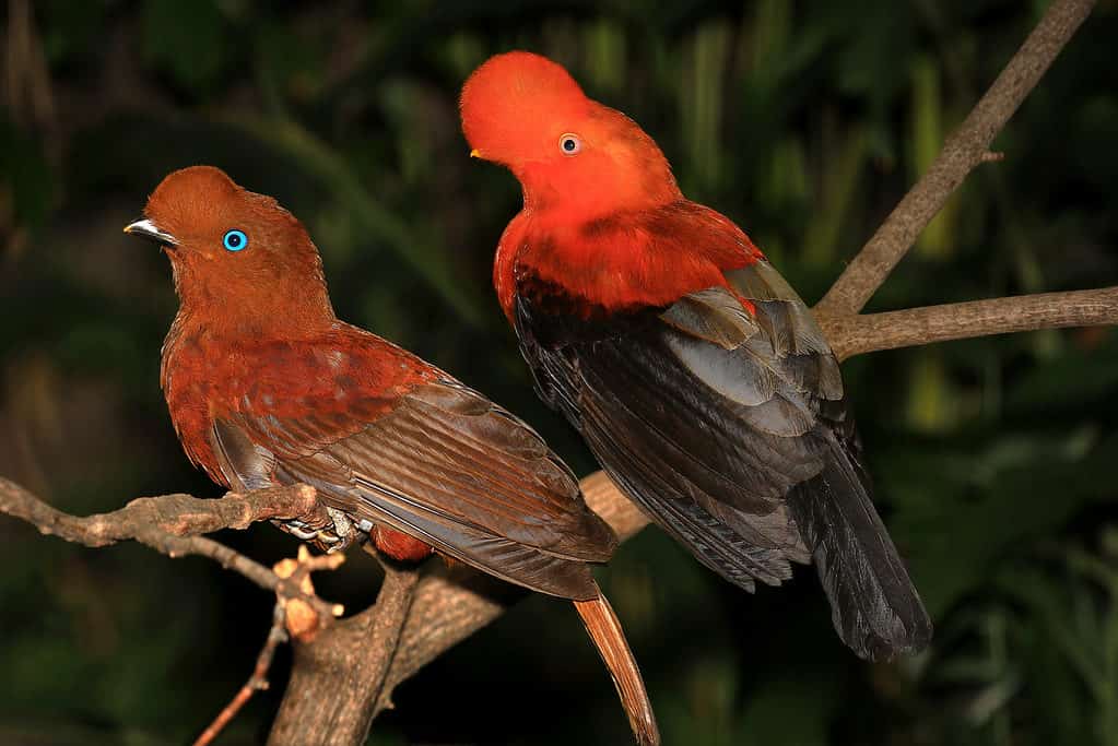 Male And Female Pair of Andean Cocks of The Rock Tropical Birds