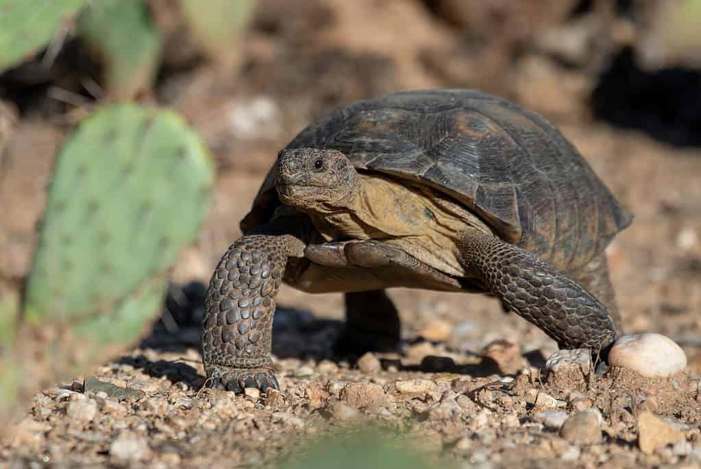 Sonoran Desert Tortoise at Catalina State Park in Arizona.