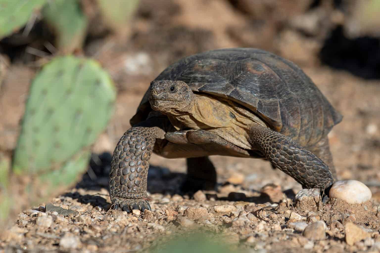 Desert Tortoise - A-Z Animals