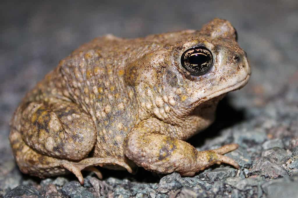 Arroyo Toad (Anaxyrus californicus)