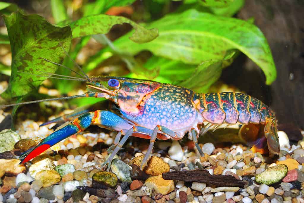 Cherax quadricarinatus — Queensland red claw yabby