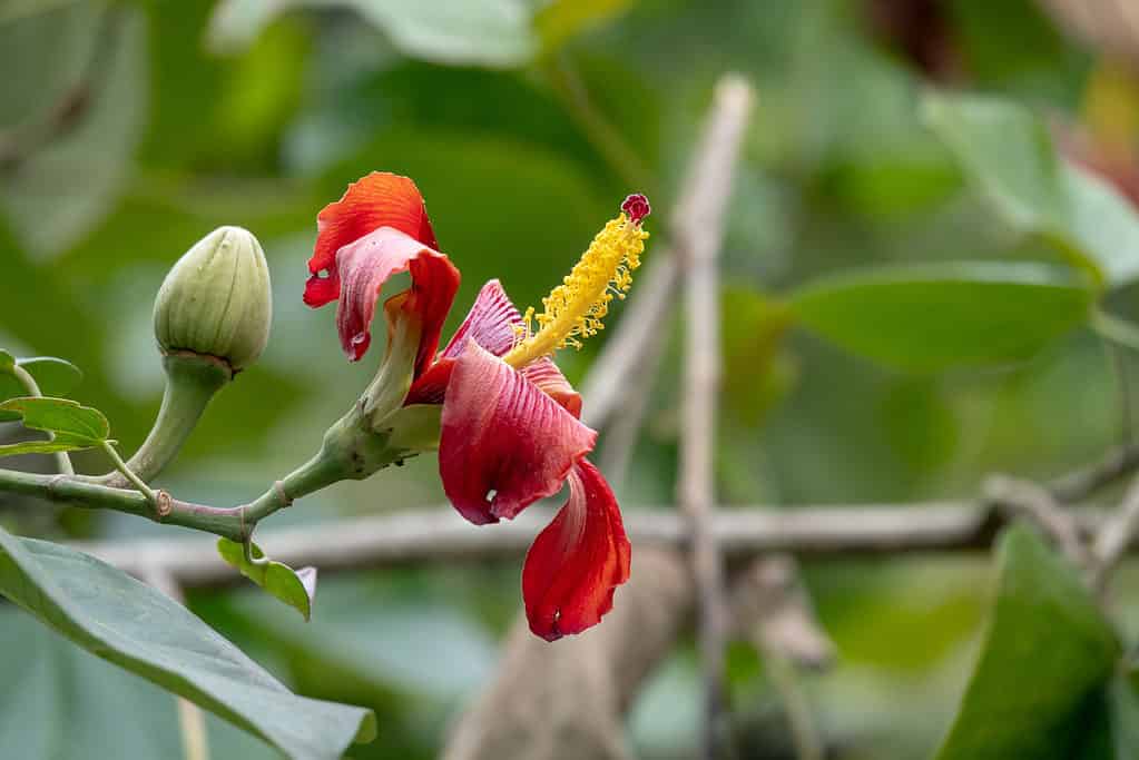 Talipariti elatum, the blue mahoe, is a species of flowering tree in the mallow family, Malvaceae.