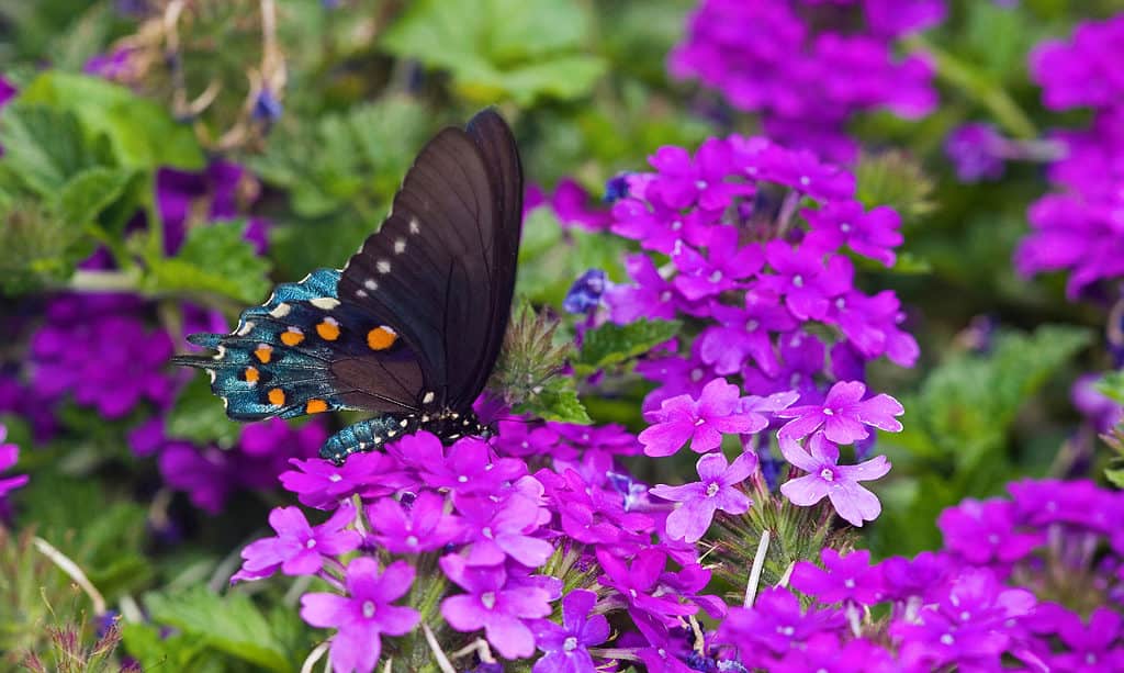 The underside of the pipevine swallowtail features white, yellow, and orange markings.
