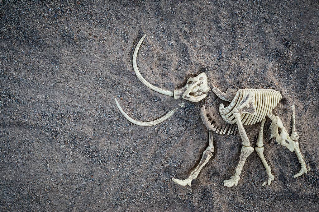 Wooly mammoth skeleton