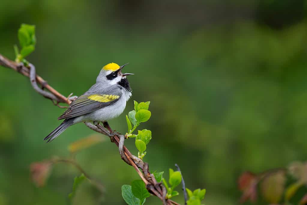 golden-winged warbler