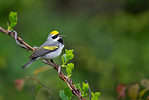 Moths and caterpillars, among other insects, make up the majority of a golden-winged warbler's food.
