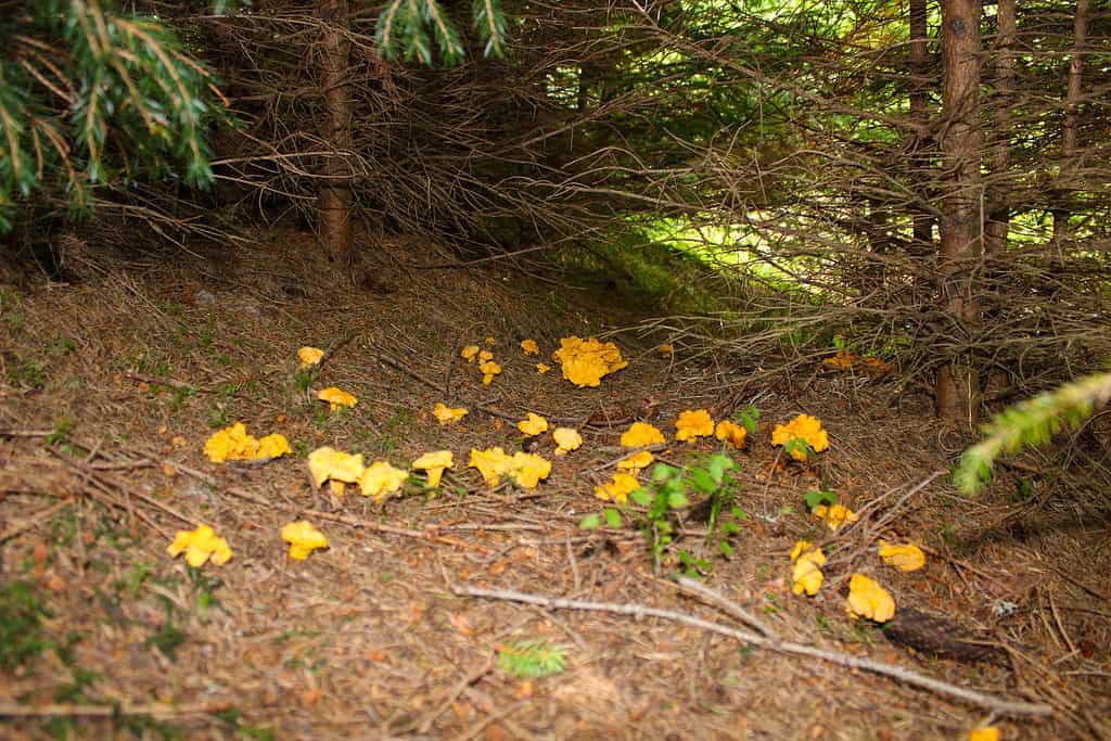 Cantharellus cibarius growing on the ground near trees