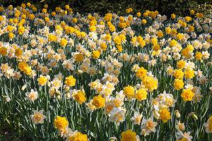 14 Types of Double Daffodils Picture