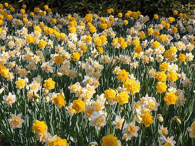 A 14 Types of Double Daffodils